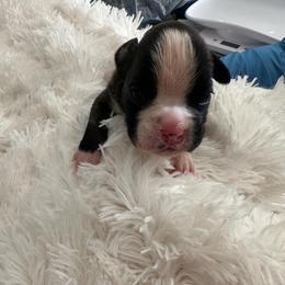 Juju - Brindle female Boxer puppy in Sultan, Kansas from Aphrodite Boxers Von Kesler Haus