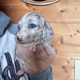 Girl 1 - Dapple female Dachshund puppy in Cheyenne, Wyoming from Great Basin Hounds