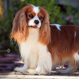 Nick - Cavalier King Charles Spaniel