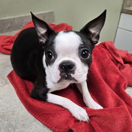 Ziggy - Boston Terrier