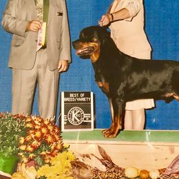 Junior - Rottweiler