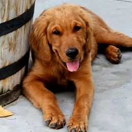 Clifford - Golden Retriever