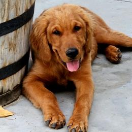 Clifford - Golden Retriever
