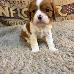 Fabian - Blenheim male Cavalier King Charles Spaniel puppy in Sandstone, Minnesota from Peaceful Garden Cavaliers