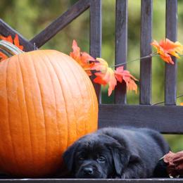 Labrador Retriever Puppies from Pure Joy Labradors