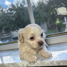 Louie - Cream male Cockapoo puppy in Ocoee, Florida from Puppie Poos 4 U
