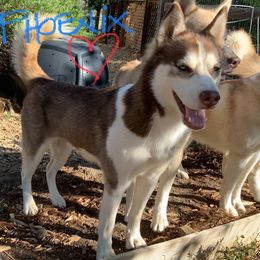 Phoenix - Siberian Husky puppy from Mahavidya Siberians