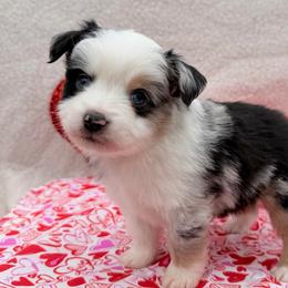 Comet - Blue merle male Toy Australian Shepherd puppy in Aurora, Missouri from Sweet Peach Puppies