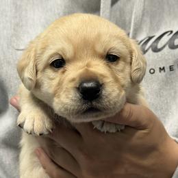 Girl number 2 - Yellow female Labrador Retriever puppy in Bethlehem, Pennsylvania from Reilly Lane Labradors LLC