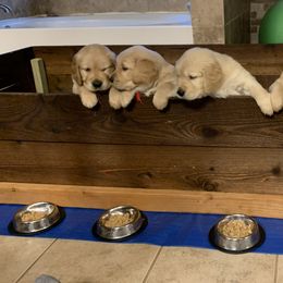 Golden Retriever Puppies from Rangel’s Adorable Golden Retrievers of Dallas Texas