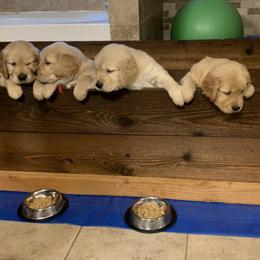 Golden Retriever Puppies from Rangel’s Adorable Golden Retrievers of Dallas Texas
