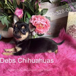Preston 3000 See Video - Black and tan male Chihuahua puppy in Manteca, California from Deb's Chihuahuas California