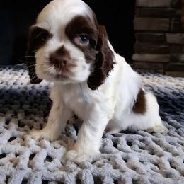 Teal cocker Spaniel - Black and white male English Cocker Spaniel puppy in Howell, Michigan from Robbin's Treasures