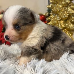 Blue - Blue merle male Toy Australian Shepherd puppy in Ambrose, Georgia from Brandilyn's Aussies