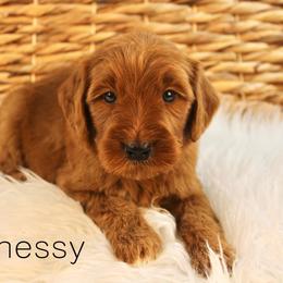 Hennessy - Red  male Goldendoodle puppy in Casa Grande, Arizona from AzDoodle Dandies