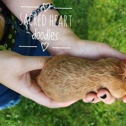 Girl 5 - Apricot Goldendoodle puppy in Webster, New York from Sacred Heart Doodles