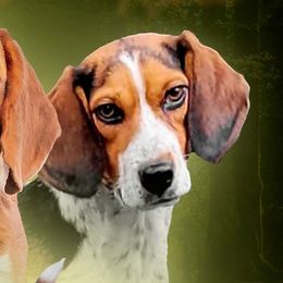 Kate - Beagle