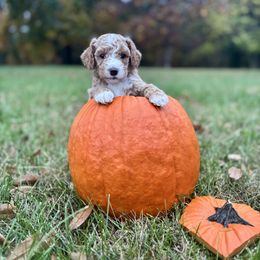 Acorn - Red  male Goldendoodle puppy in Gower, Missouri from Hillside Paws