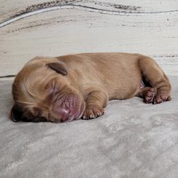 TBD - Dark golden male Golden Retriever puppy in Scurry, Texas from 07 Seven Oaks Goldens and Doodles