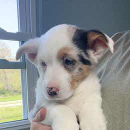 American Corgi and Pembroke Welsh Corgi Puppies from Beebe’s Corgis