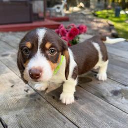 CKC Lime - Piebald female Dachshund puppy in Grand Valley, Pennsylvania from Dachshunds on the Hill