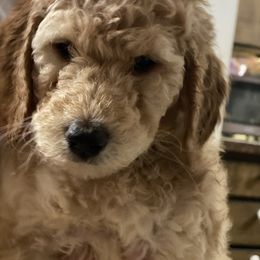 Poodle Puppies from Desert Horizon poodles