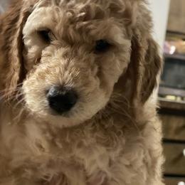 Poodle Puppies from Desert Horizon poodles