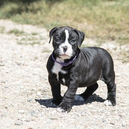 Olde English Bulldogge Puppies from ABK Bulldogges