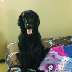 Juliet - Flat-Coated Retriever