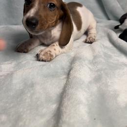 Cowboy - Dapple male Dachshund puppy in Norco, California from Norco dachshunds