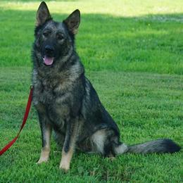 German Shepherd puppies from Reizarf Kennels