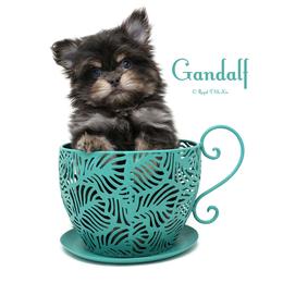 Gandalf (formerly Roquefort) - Blue male Mi-Ki puppy in Elizabeth, Colorado from Royal T Mi-Kis