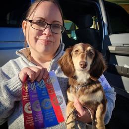 Brittany and Dachshund Puppies from Township Line Dachshunds & Brittanys