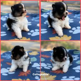 Tri Female - Tri-colored female Pomeranian puppy in Harrah, Oklahoma from Sunshines Pomeranians & Cavapoos