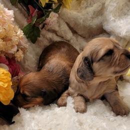 Dachshund Puppies from CLARK'S BREEDING PROGRAM