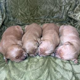 Female 3 - Dark golden female Golden Retriever puppy in Merrill, Michigan from Happy Tails Family Farm