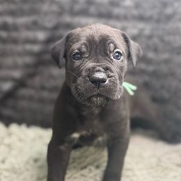 Marigold - Black female Cane Corso puppy in Russellville, Missouri from Soaring Royalty Canines LLC