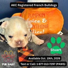 Stuart - White male French Bulldog puppy in Michigan from Fur Baby Farms
