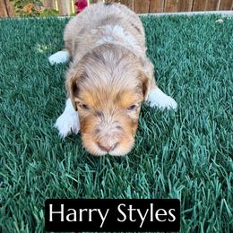 Harry Styles - Brown merle male Aussiedoodle puppy in Bakersfield, California from Annie's Aussies