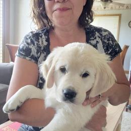 Golden Retriever Puppies from KCs Golden Dream