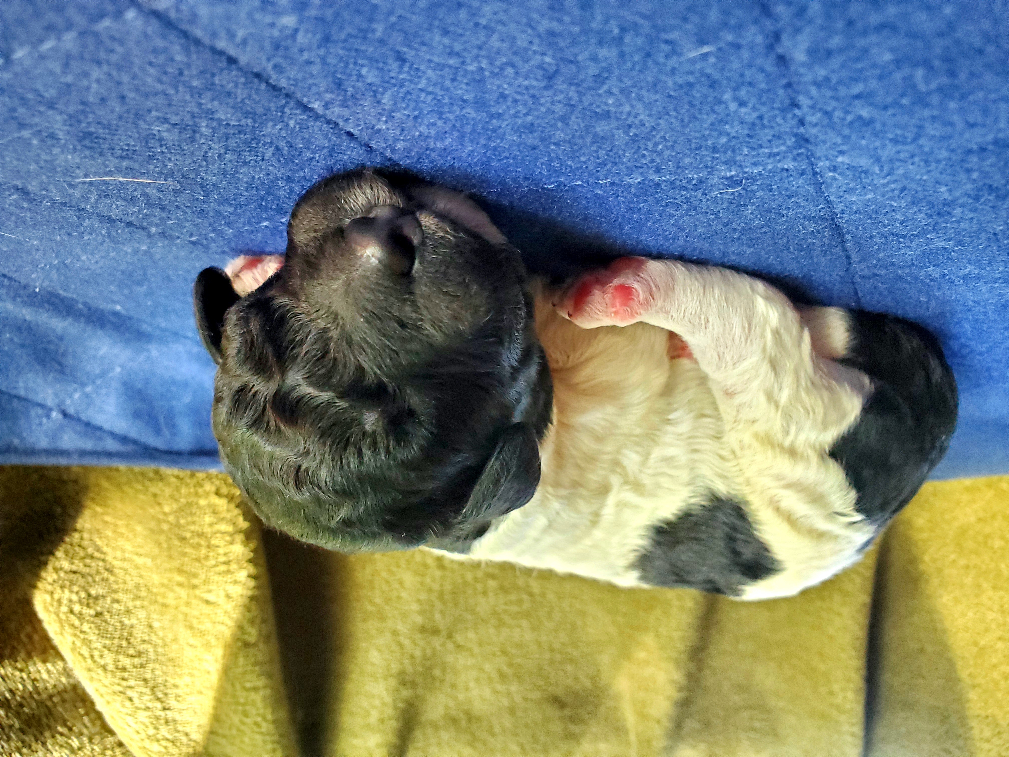 Double Doodle and Poodle Puppies from Perfect Poodles and Doodles LLC