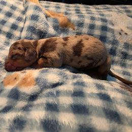 Dapple boy 2 - Dapple male Dachshund puppy in West Plains, Missouri from Spring Creek Dachshunds