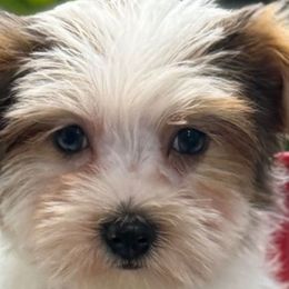 Zeus - Parti male Yorkshire Terrier puppy in Lebanon, Kentucky from Mosaic Merle Doodles