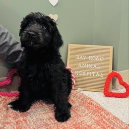 Male 3 - Black and white male Aussiedoodle puppy in Saratoga Springs, New York from Rock Springs Australian Shepherds