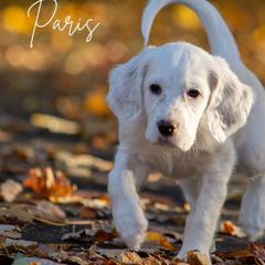 Paris- Black Collar - English Setter puppy from Bucks County Setters