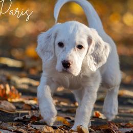 Paris- Black Collar - English Setter puppy from Bucks County Setters