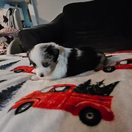 Male 2 - Blue merle male Toy Australian Shepherd puppy in Missouri from MadCat Toy Aussies