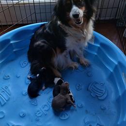 Adelaide - Black tri female Miniature Australian Shepherd puppy in Gretna, Virginia from Adams Acres Cattle Dogs
