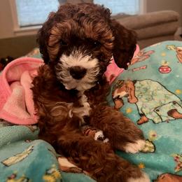 Aussiedoodle and Bernedoodle Puppies from LolliPop Farms