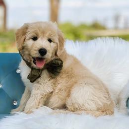 Hugo - Gold male Bordoodle puppy in Conway, Missouri from 2J 2K Bordoodles